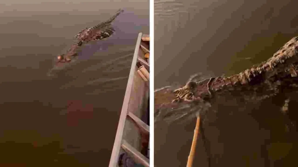 Crocodile : చనిపోయిన మొసలిపై కర్ర పెడితే..