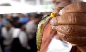 నేటి నుంచి చేప ప్రసాదం పంపిణీ