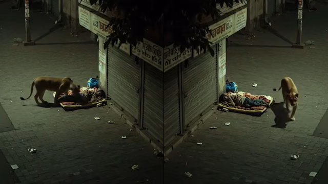 Lioness : వీధిలో నిద్రిస్తున్న వ్యక్తి వద్దకు సింహం!