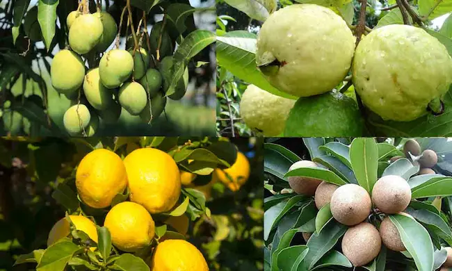 Tummala Nageswara Rao: పండ్ల తోటలు పెంచే వారికి  రైతు భరోసా..మంత్రి తుమ్మల కీలక ప్రకటన