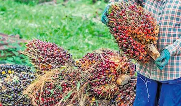 Oil Palm: కేంద్రం దిగుమతి సుంకం తగ్గించిన ఫలితం