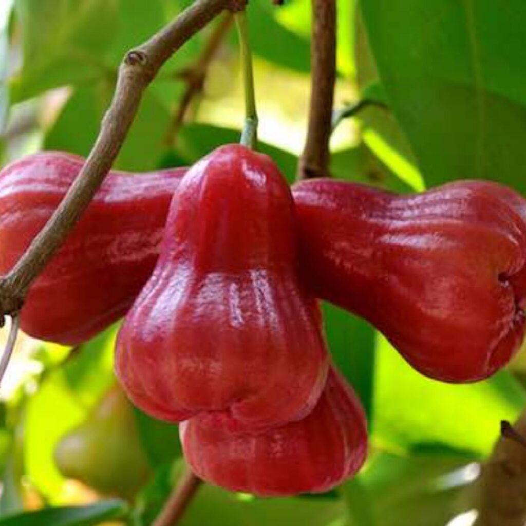Rose Apple : రోజ్ యాపిల్ బెనిఫిట్స్ : క్యాన్సర్ నివారణకు దోహదపడుతుంది