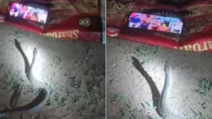 పామును మాయ చేసిన మొబైల్