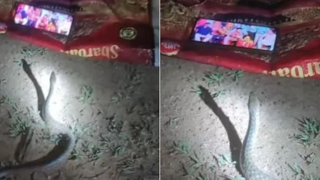 Snake : పామును మాయ చేసిన మొబైల్