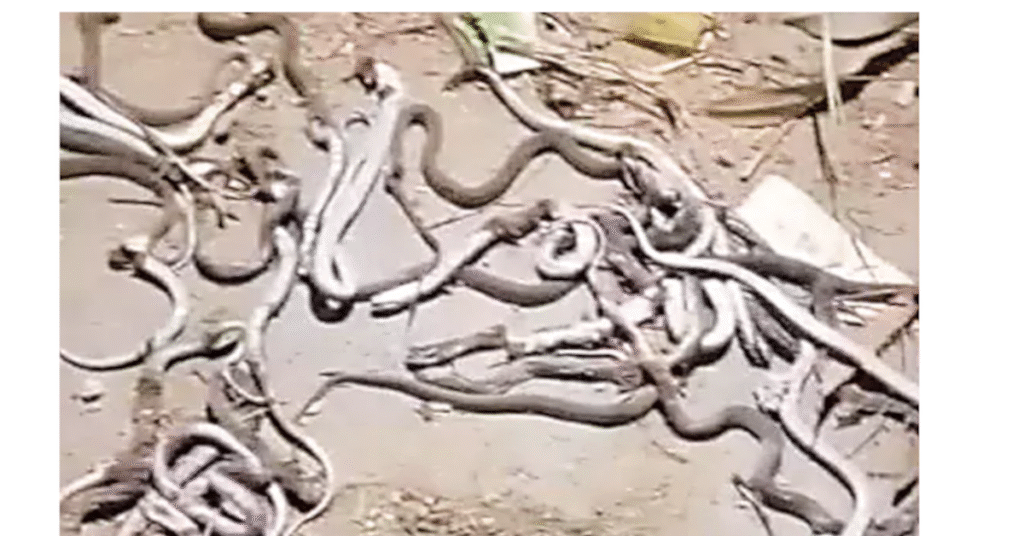 Snakes : ఓ రైతు ఇంటి పెర‌ట్లో వందకు పైగా పాములు