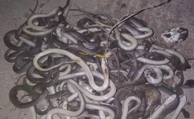 Snakes : ఓ రైతు ఇంటి పెర‌ట్లో వందకు పైగా పాములు