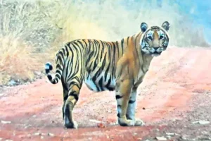 నాలుగేళ్ల చిన్నారిని లాక్కెళ్లిన పులి..ఆచూకీ కోసం గాలింపు