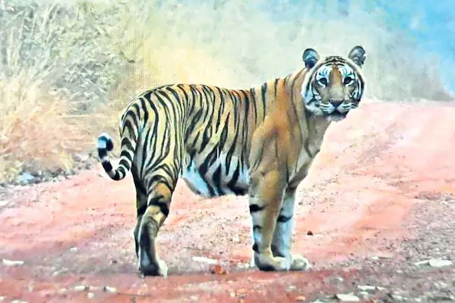 Coimbatore: నాలుగేళ్ల చిన్నారిని లాక్కెళ్లిన పులి..ఆచూకీ కోసం గాలింపు