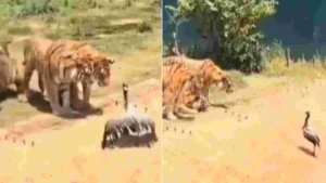 ఆ కొంగకు ఎంత ధైర్యం : పులులతో పోరు..