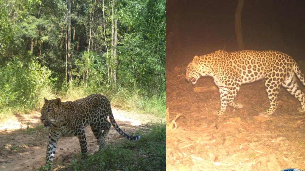 Tirumala : మెట్టు మార్గంలో చిరుత : భక్తుల్లో ఆందోళన