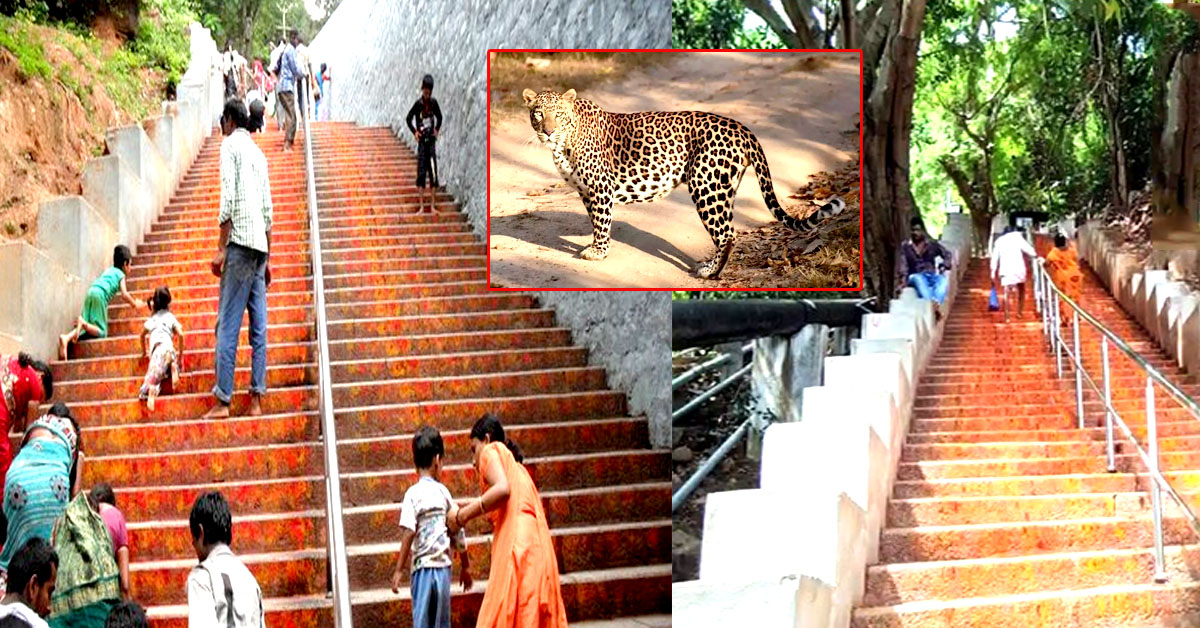 మెట్టు మార్గంలో చిరుత : భక్తుల్లో ఆందోళన