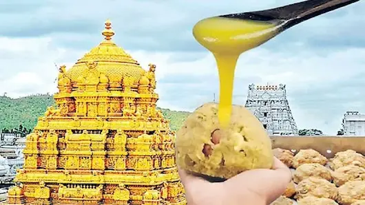 Tirumala: 'కల్తీ నెయ్యి'లో బోలేబాబా డెయిరీ కీలకం 