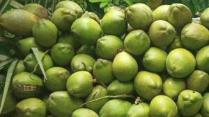 ఏపీలో రికార్డు స్థాయిలో పెరిగిన కొబ్బరి ధర