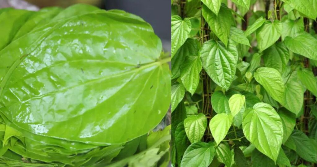Betel leaves: తమలపాకులో ఆయుర్వేద గుణాలు ఎన్నో
