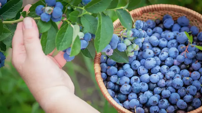 Blueberries: బ్లూ బెర్రీలో మెండైన ఔషధ గుణాలు