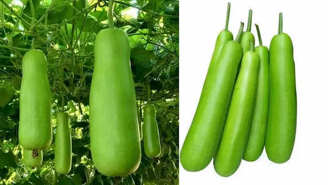 Bottle Gourd: మీకు షుగర్ ఉందా?ఏ విధంగా అయినా సొరకాయ మంచిది