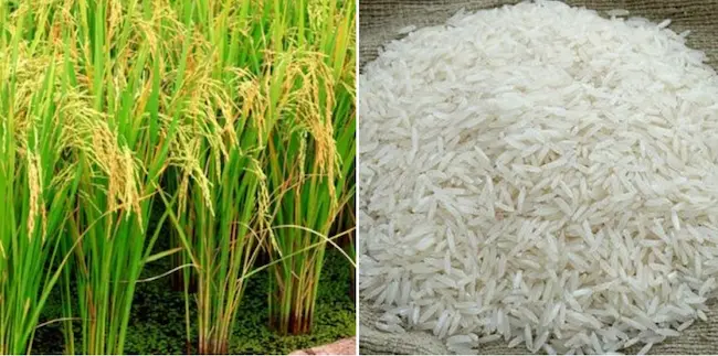 Brand Rice: ఇక ఓపెన్ మార్కెట్లో తెలంగాణ బ్రాండ్ బియ్యం