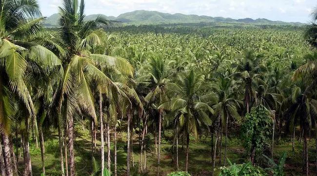 Tummala:రాష్ట్రంలో కొబ్బరి బోర్డు ఏర్పాటు చేయాలి: మంత్రి తుమ్మల నాగేశ్వరావు