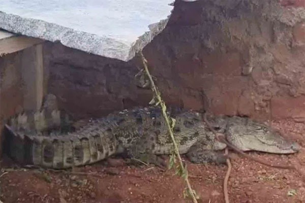 Crocodile: ఇళ్ల మధ్యకు ప్రత్యక్షమైన మొసలి..భయంతో స్థానికులు