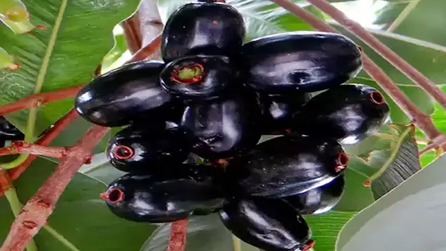 Jamun Fruit: నేరేడు పండ్లు తింటే షుగర్‌ కంట్రోల్
