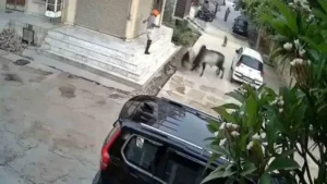 రెండు ఎద్దుల పొట్లాట ఓ వృద్దుడి మృతి