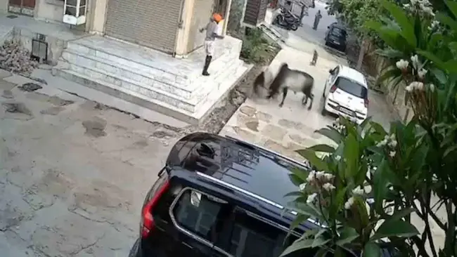 Viral Video: రెండు ఎద్దుల పొట్లాట ఓ వృద్దుడి మృతి