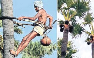 గీత కార్మికులకు కాంగ్రెస్ సర్కార్ గుడ్ న్యూస్