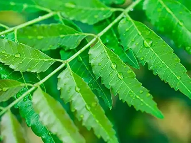 Neem Leaves : వేపాకుల‌ను రోజూ తింటే ఎన్ని ప్ర‌యోజ‌నాలో..