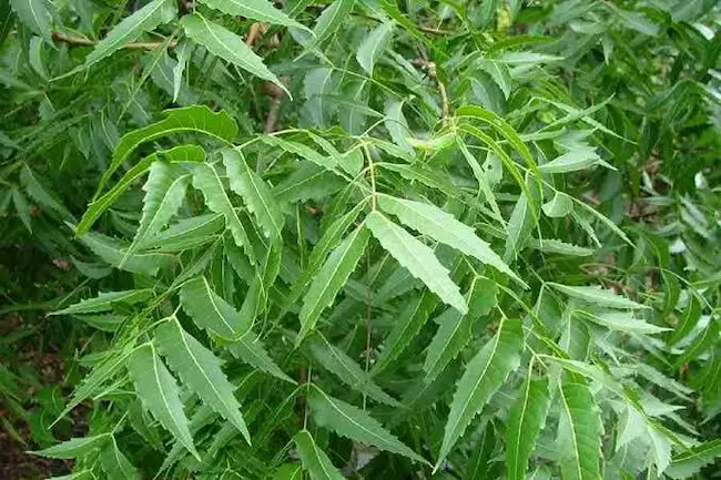 Neem Leaves : వేపాకుల‌ను రోజూ తింటే ఎన్ని ప్ర‌యోజ‌నాలో..
