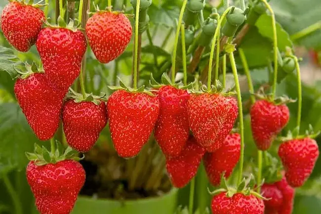 Strawberry: స్స్ట్రాబెర్రీ ఎంతో ఆరోగ్యకరమైనది ..దీనితో బహు ప్రయోజనాలు