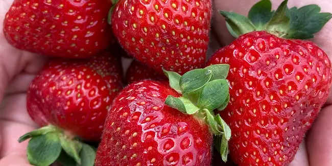 Strawberry: స్స్ట్రాబెర్రీ ఎంతో ఆరోగ్యకరమైనది ..దీనితో బహు ప్రయోజనాలు