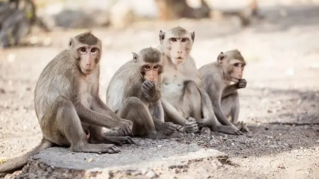 Monkeys: కోతులపైకి గొడ్డలి విసిరిన తండ్రి..బలైన కుమారుడు