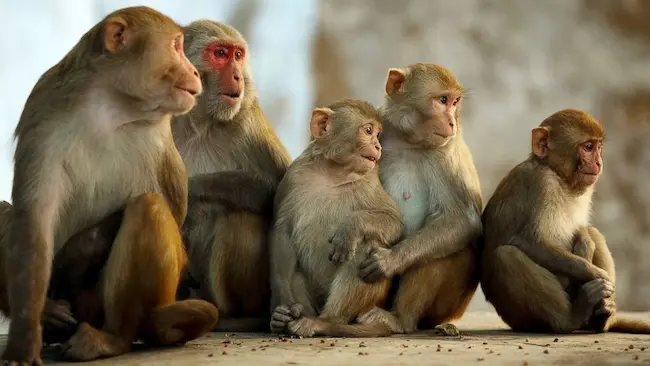 Monkeys: కోతులపైకి గొడ్డలి విసిరిన తండ్రి..బలైన కుమారుడు