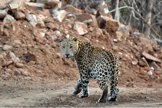 Leopard attack: చిరుతపులి దాడి.. ప్రాణాలతో పోరాడిన మిహిలాల్