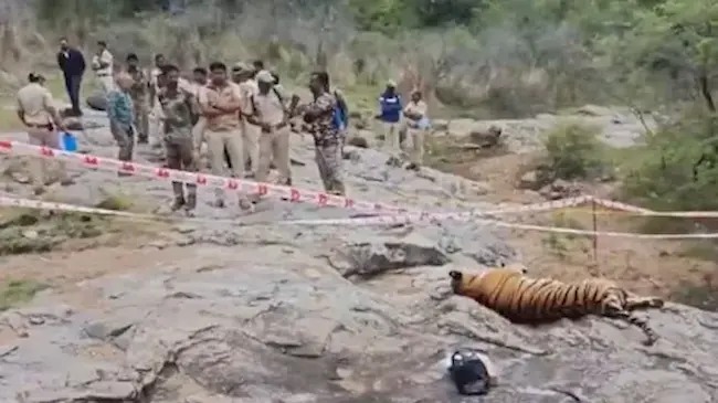 Karnataka: కర్ణాటక పులుల మృతిపై వీడిన మిస్టరీ