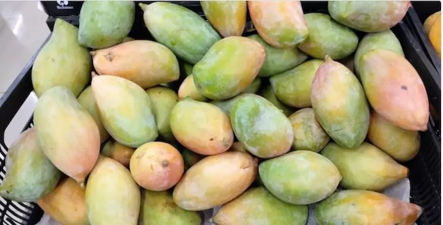 Farmer: దిక్కుతోచని తోతాపురి రైతు