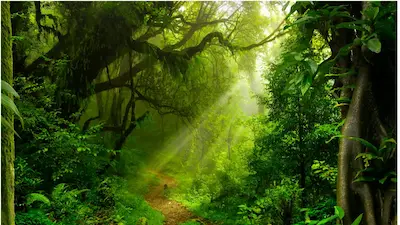 World Rainforest Day: నేడు ప్రపంచ రెయిన్ ఫారెస్ట్ డే