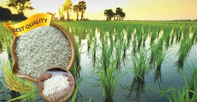 Brand Rice: ఇక ఓపెన్ మార్కెట్లో తెలంగాణ బ్రాండ్ బియ్యం