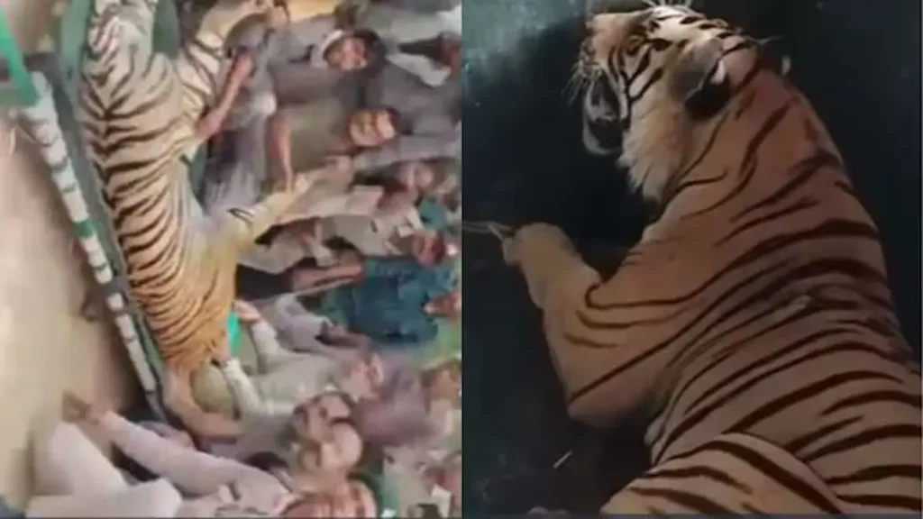 Tiger: సియోని జిల్లాలో ఇద్దరిని బలిగొన్న పులి ఎట్టకేలకు పట్టివేత