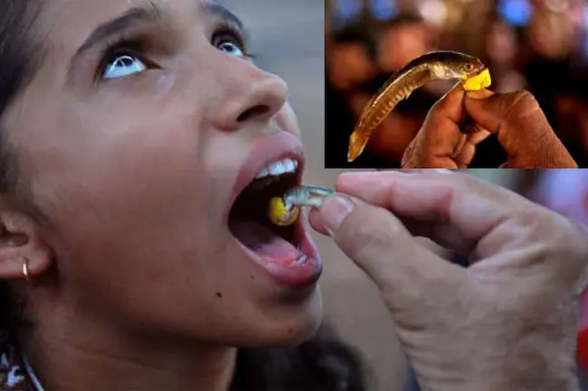 Hyderabad: చేప మందుకు నాంపల్లి గ్రౌండ్స్‌ లో ఏర్పాట్లు పూర్తి