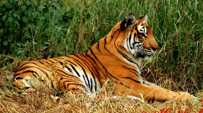 Amrabad Tiger Reserve: ఊరిని ఖాళీ చేసిన ఆదివాసీలు..విజయవంతమైన టైగర్ ప్రాజెక్టు