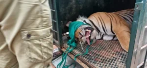 సియోని జిల్లాలో ఇద్దరిని బలిగొన్న పులి ఎట్టకేలకు పట్టివేత