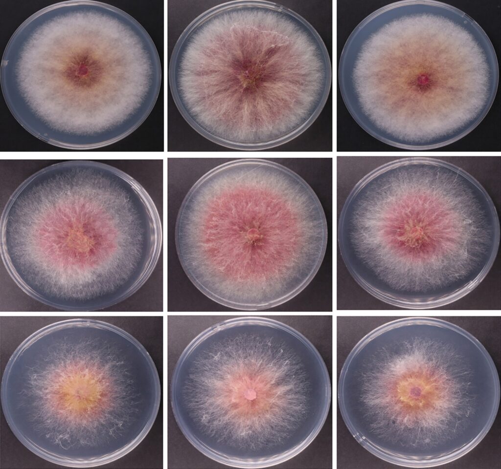 America: యూఎస్ కు ‘విపత్తుల ఫంగస్‌’ అక్రమ రవాణా