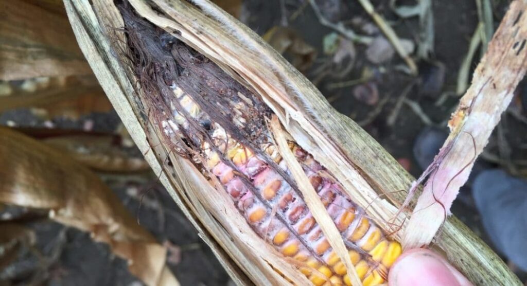 America: యూఎస్ కు ‘విపత్తుల ఫంగస్’ అక్రమ రవాణా