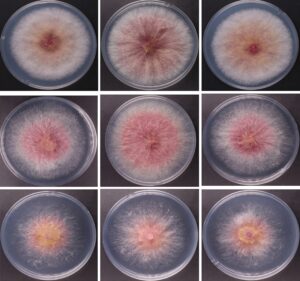 యూఎస్ కు ‘విపత్తుల ఫంగస్‌’ అక్రమ రవాణా