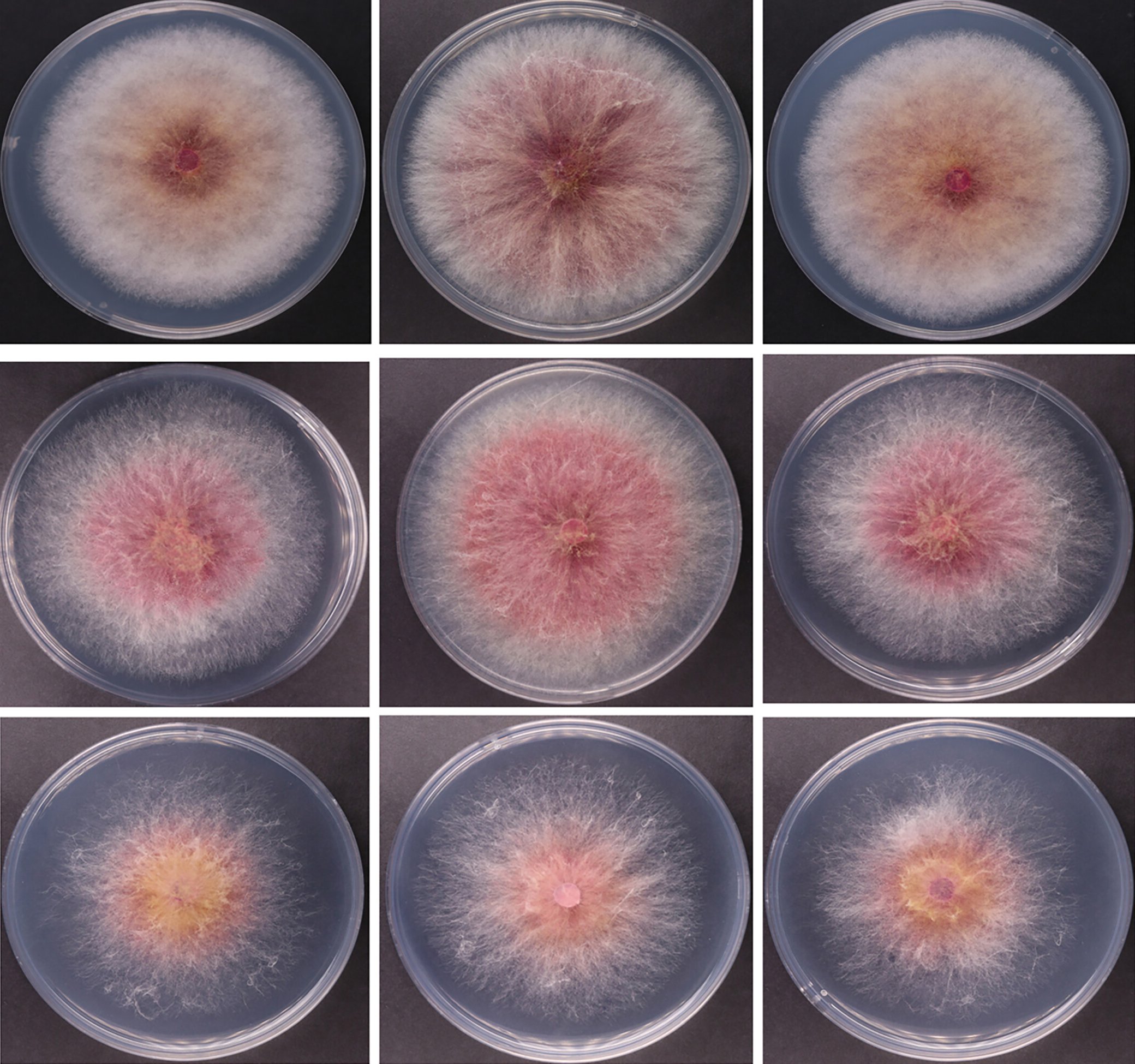 America: యూఎస్ కు ‘విపత్తుల ఫంగస్‌’ అక్రమ రవాణా