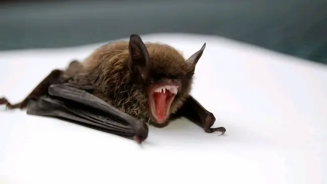 China New Virus: చైనాలో మరో ముప్పు: గబ్బిలాల్లో కొత్త వైరస్లు