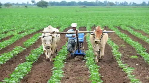 Delhi Rao: అన్నదాత సుఖీభవ, పిఎం కిసాన్ పథకం అర్హుల జాబితా సిద్ధం