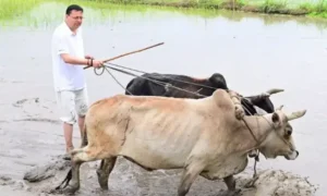 సొంత పొలంలోనే దుక్కి దున్నిన ఉత్తరాఖండ్ సీఎం