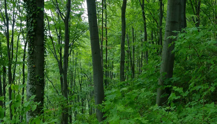 Forest cultivation: వ్యవసాయ భూముల్లో అడవుల పెంపకాలకు TG సర్కారు నిర్ణయం